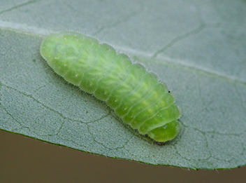 King's Hairstreak caterpillar
